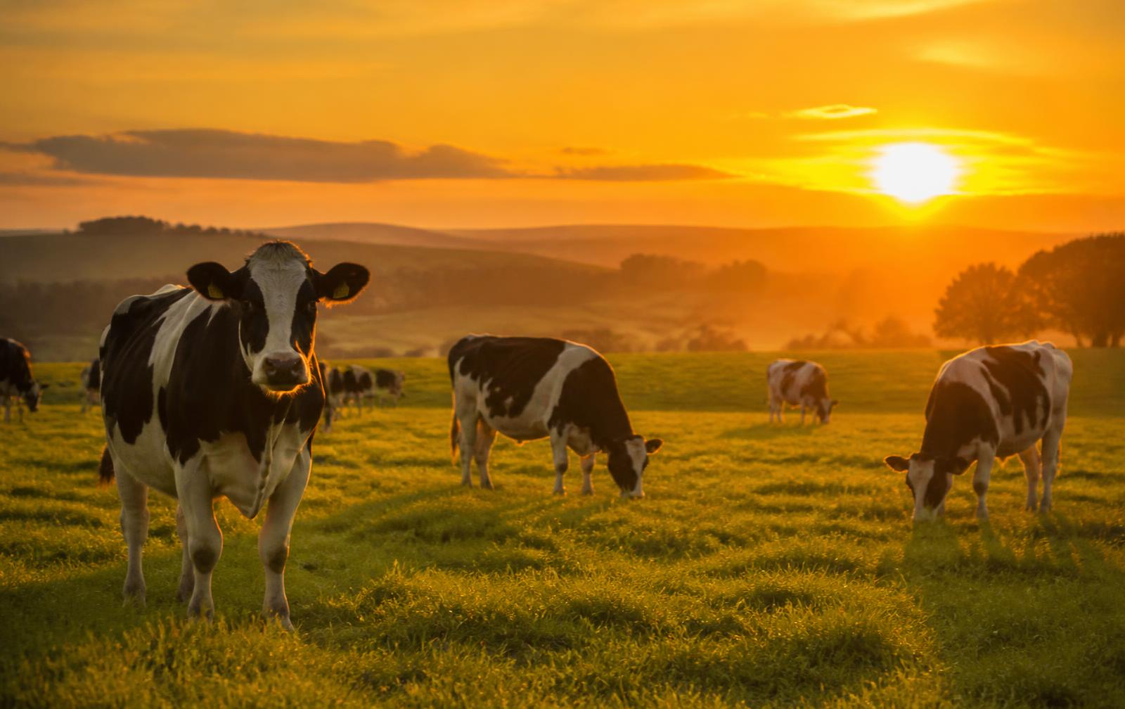 Vacas leiteiras em pasto ao pôr do sol